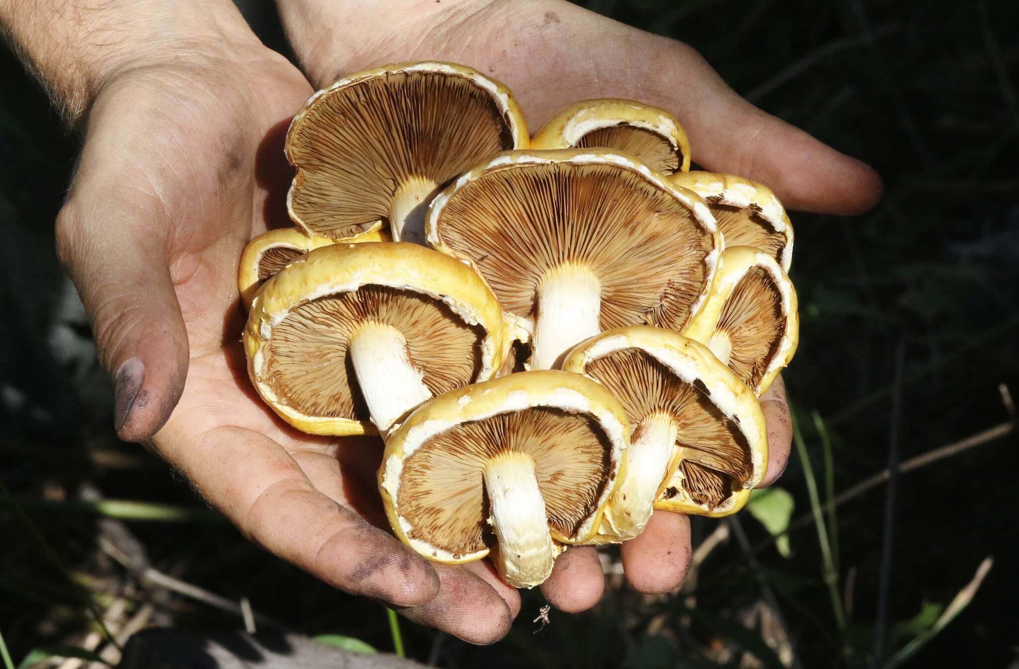 Image of Pholiota adiposa (Batsch) P. Kumm. 1871