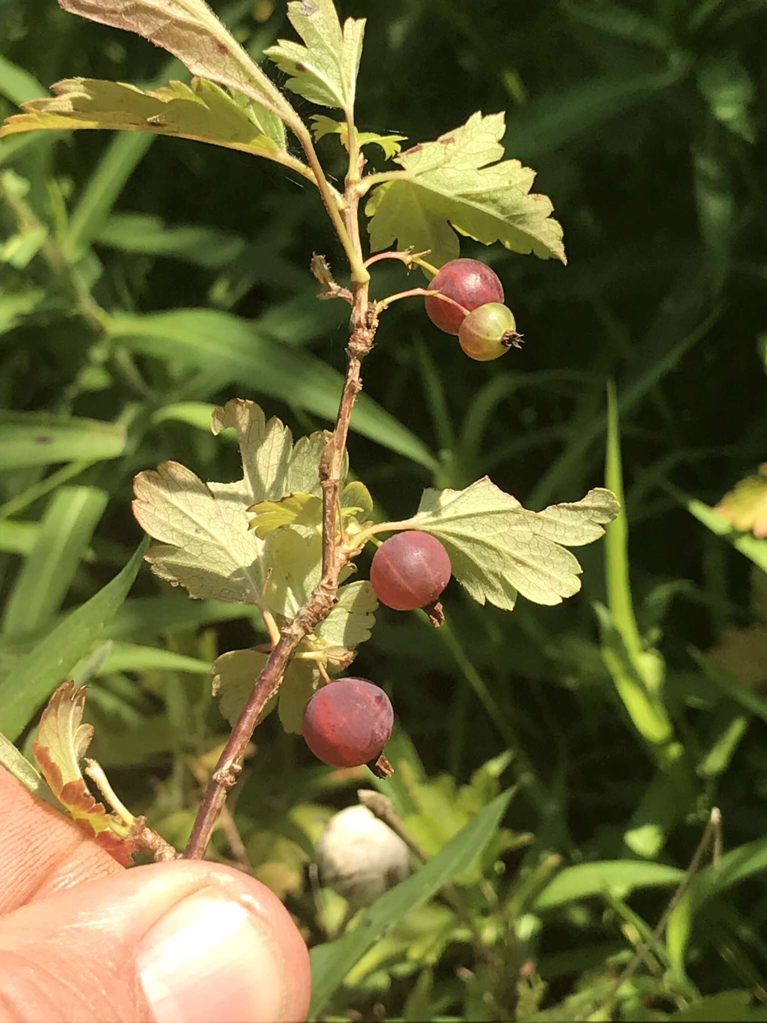 Image of hairystem gooseberry