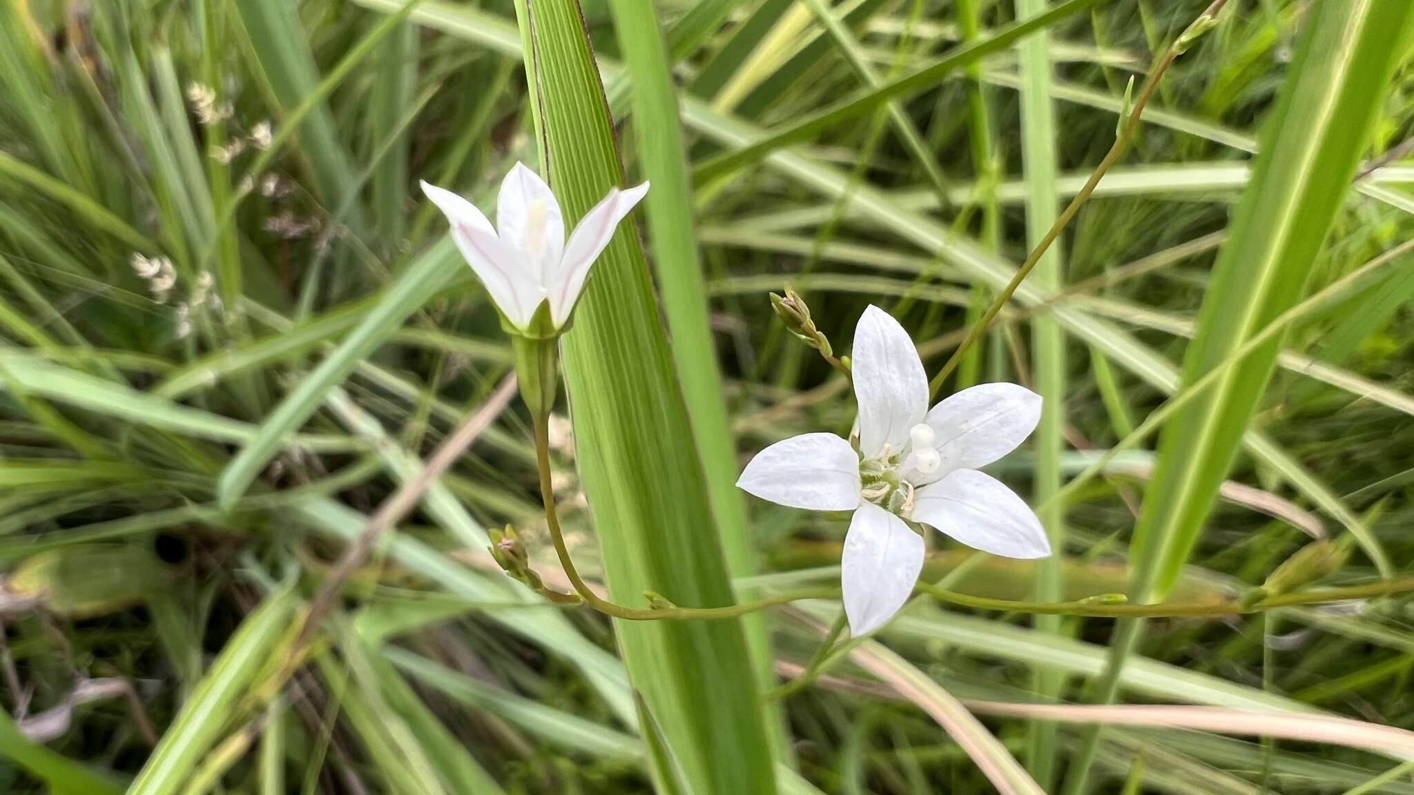 Wahlenbergia linarioides (Lam.) A. DC.的圖片