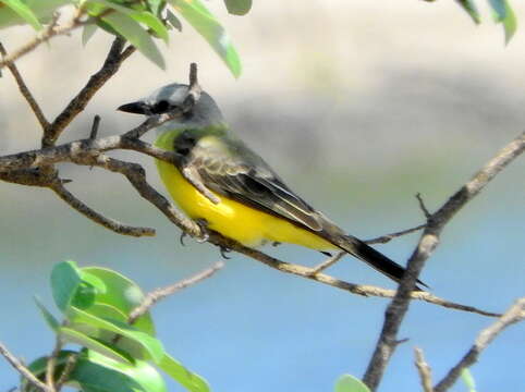 Image of White-throated Kingbird