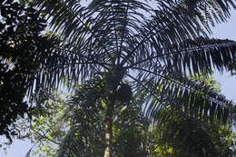 Image of Oenocarpus bataua Mart.