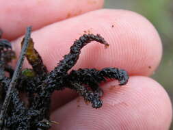 Image of Hooked Scorpion Moss