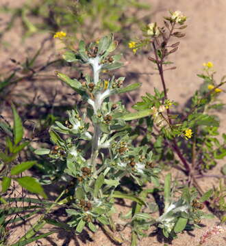 Image of Gnaphalium rossicum Kirp.