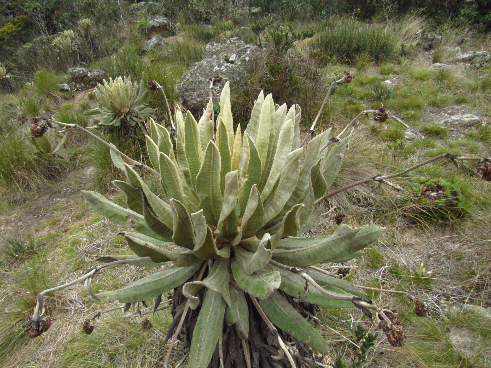 Image de Espeletia occidentalis A. C. Smith