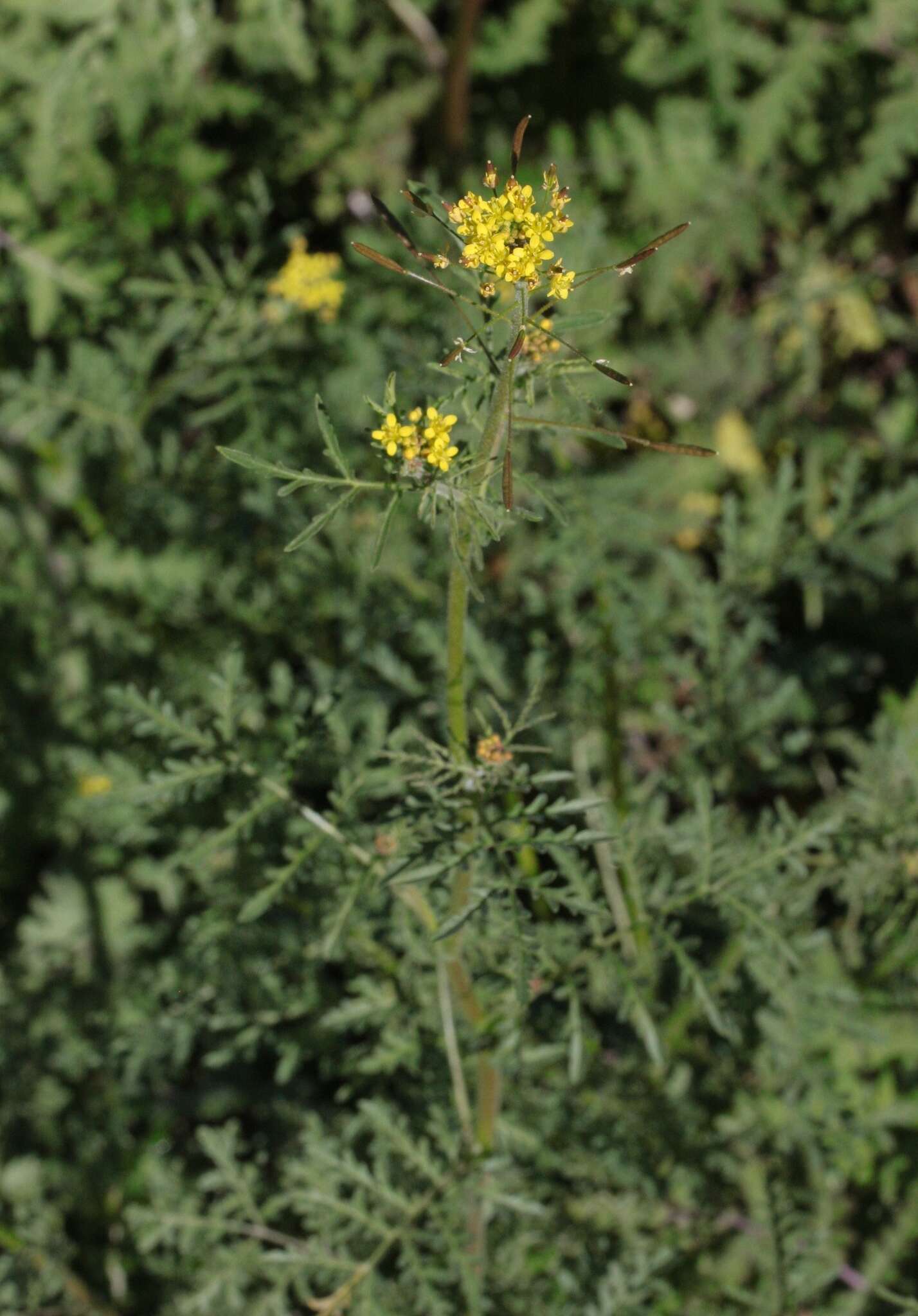 Plancia ëd Descurainia pinnata (Walter) Britton