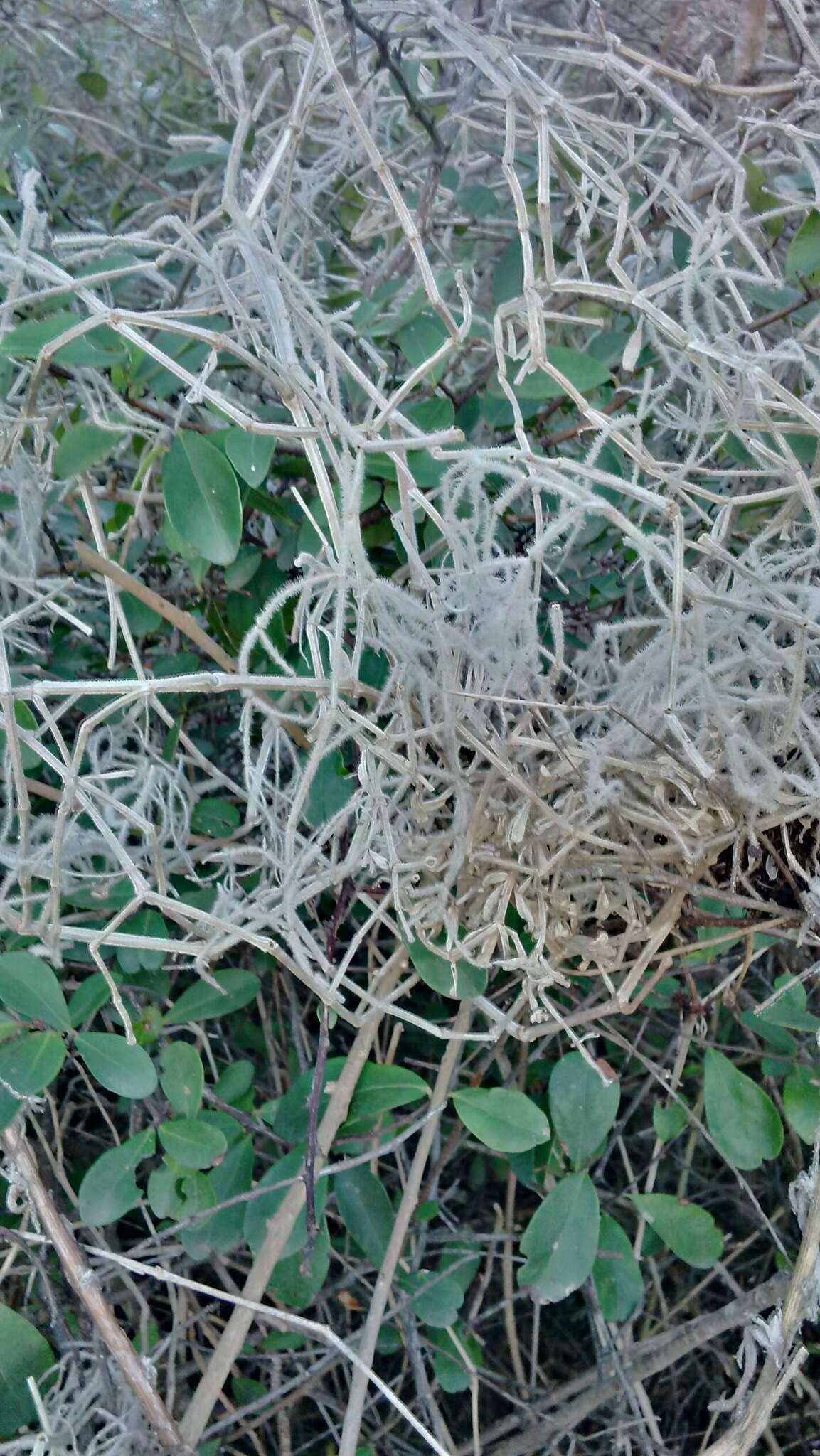 Image of Galium tomentosum Thunb.