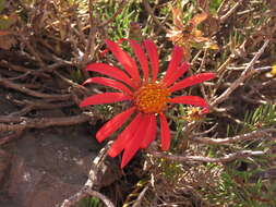 Image of Mutisia subulata rosmarinifolia (P. & E.) Cabrera
