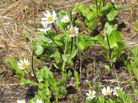 Image de Caltha leptosepala subsp. howellii (Huth) P. G. Sm.