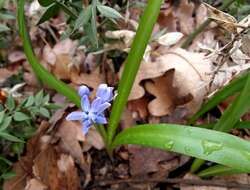 Image of Scilla bithynica Boiss.