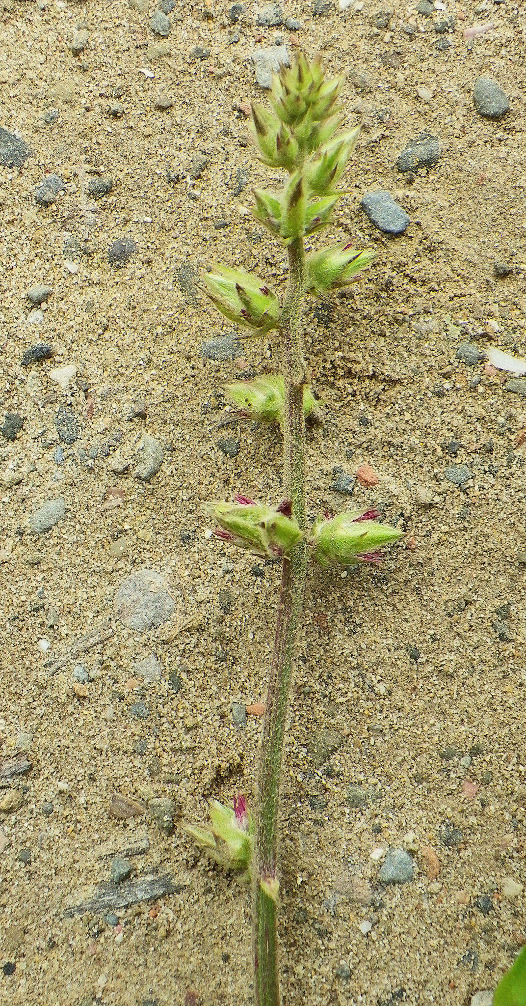 Image of Pupalia lappacea (L.) A. Juss.