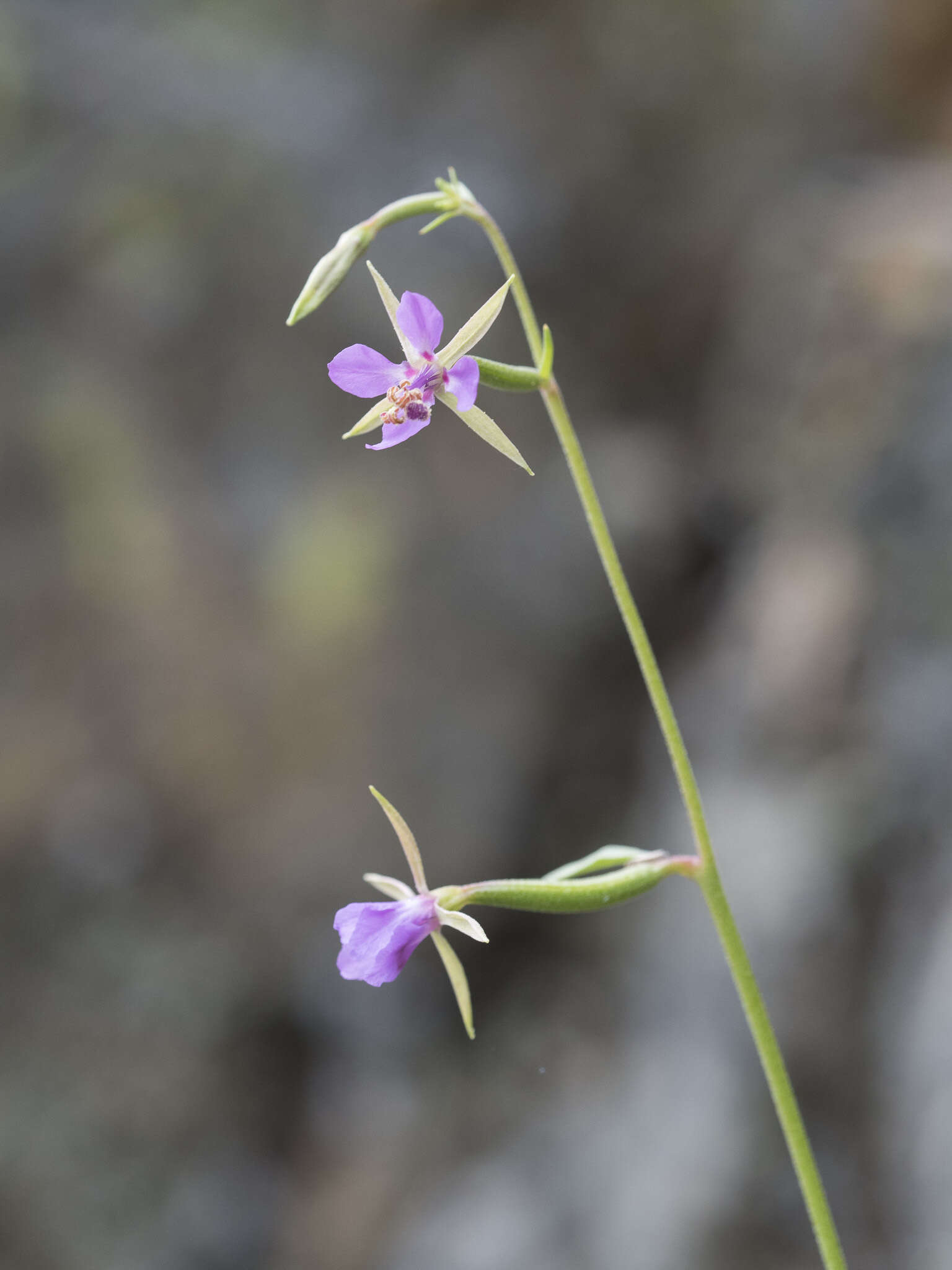 Plancia ëd Clarkia stellata Mosquin