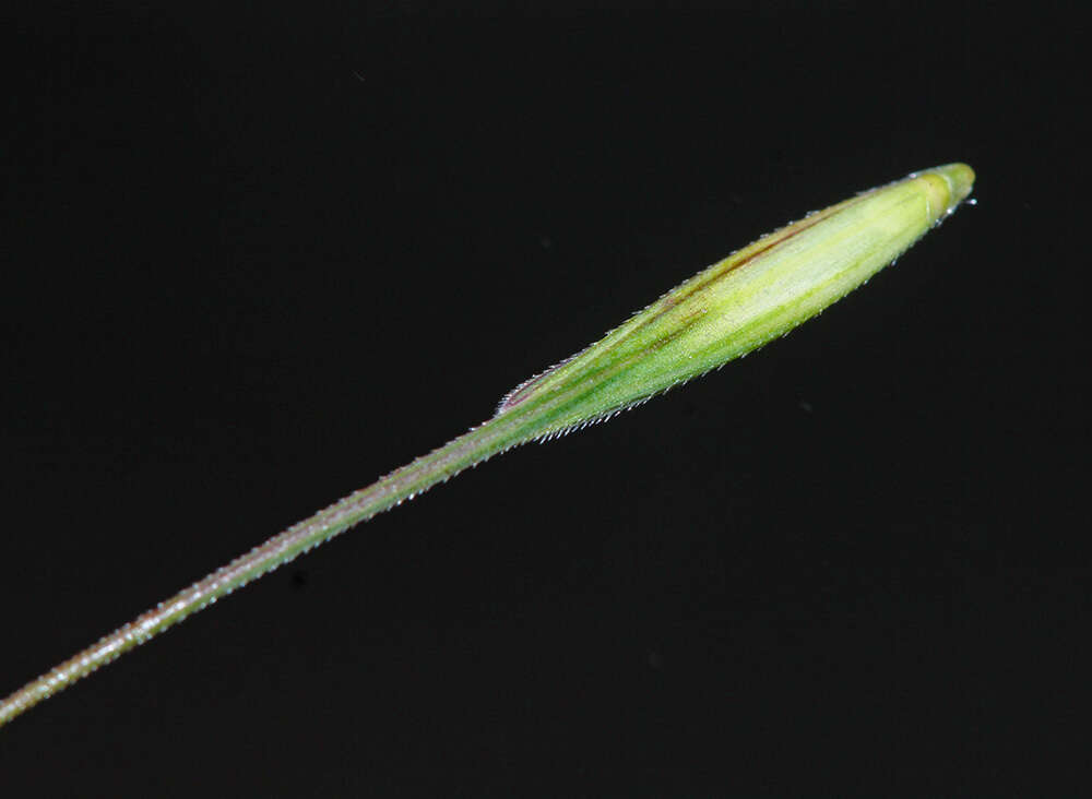 Слика од Elymus gmelinii (Trin.) Tzvelev