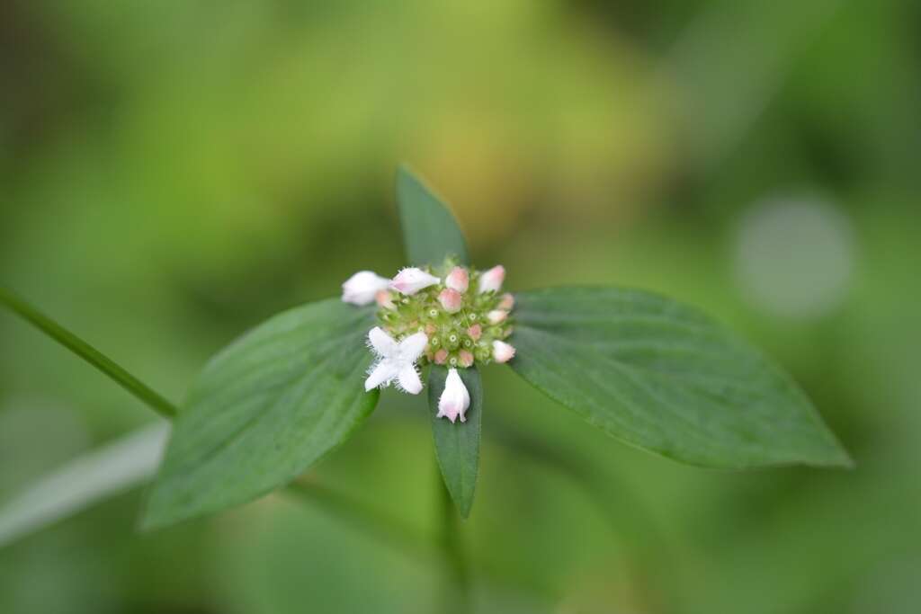 Image of Woodland False Buttonweed