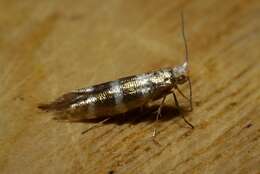 Image of juniper ermine moth