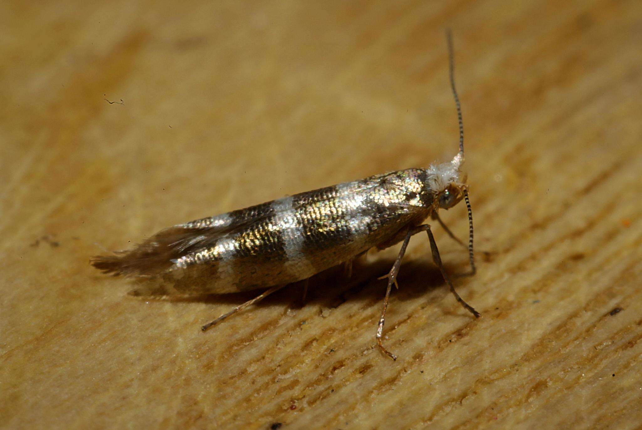 Image of juniper ermine moth