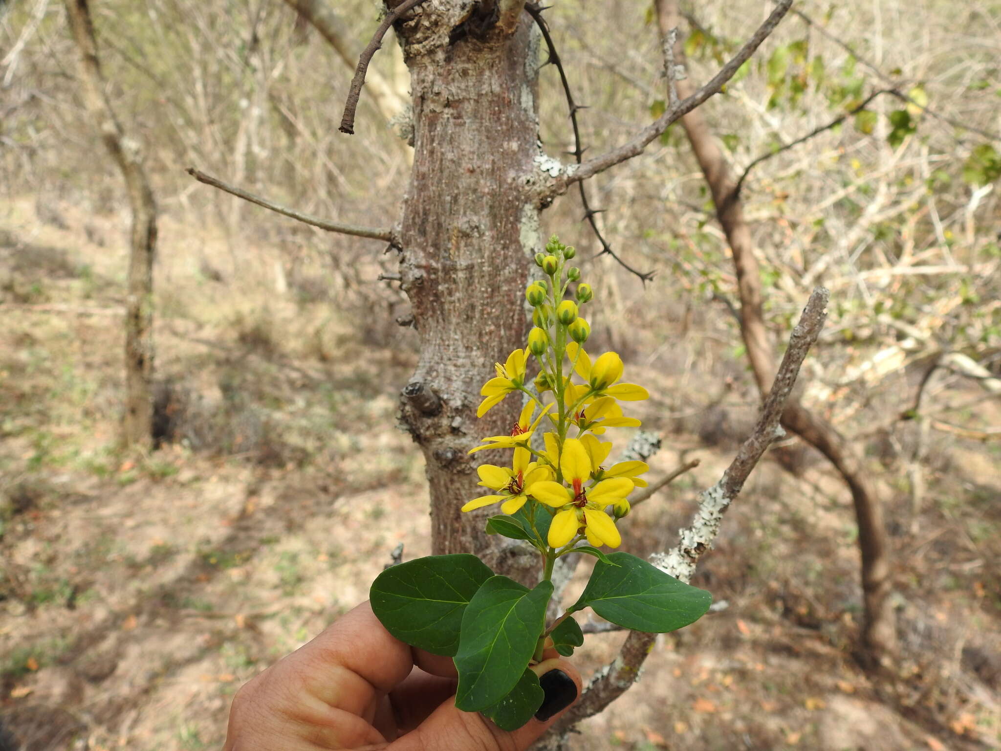 Image of Galphimia floribunda C. E. Anderson