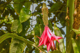 Image of Aechmea mariae-reginae H. Wendl.