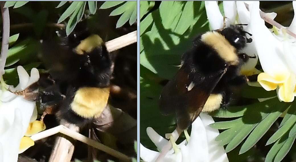 Image of Yellow-banded Bumblebee