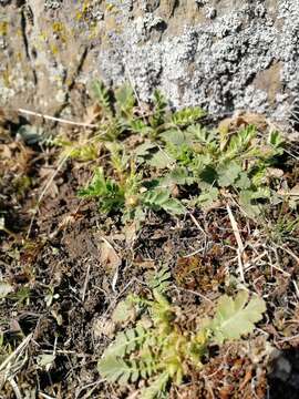 Image de Geum geoides (Pall.) Smedmark