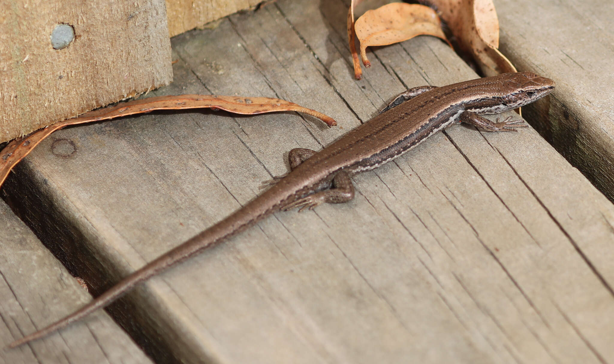 Image of Tasmanian Tree Skink