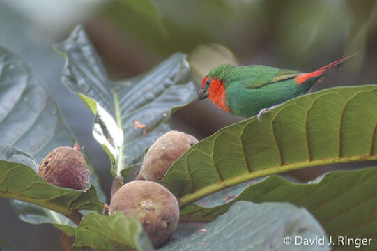 Image of Red-throated Parrot-Finch