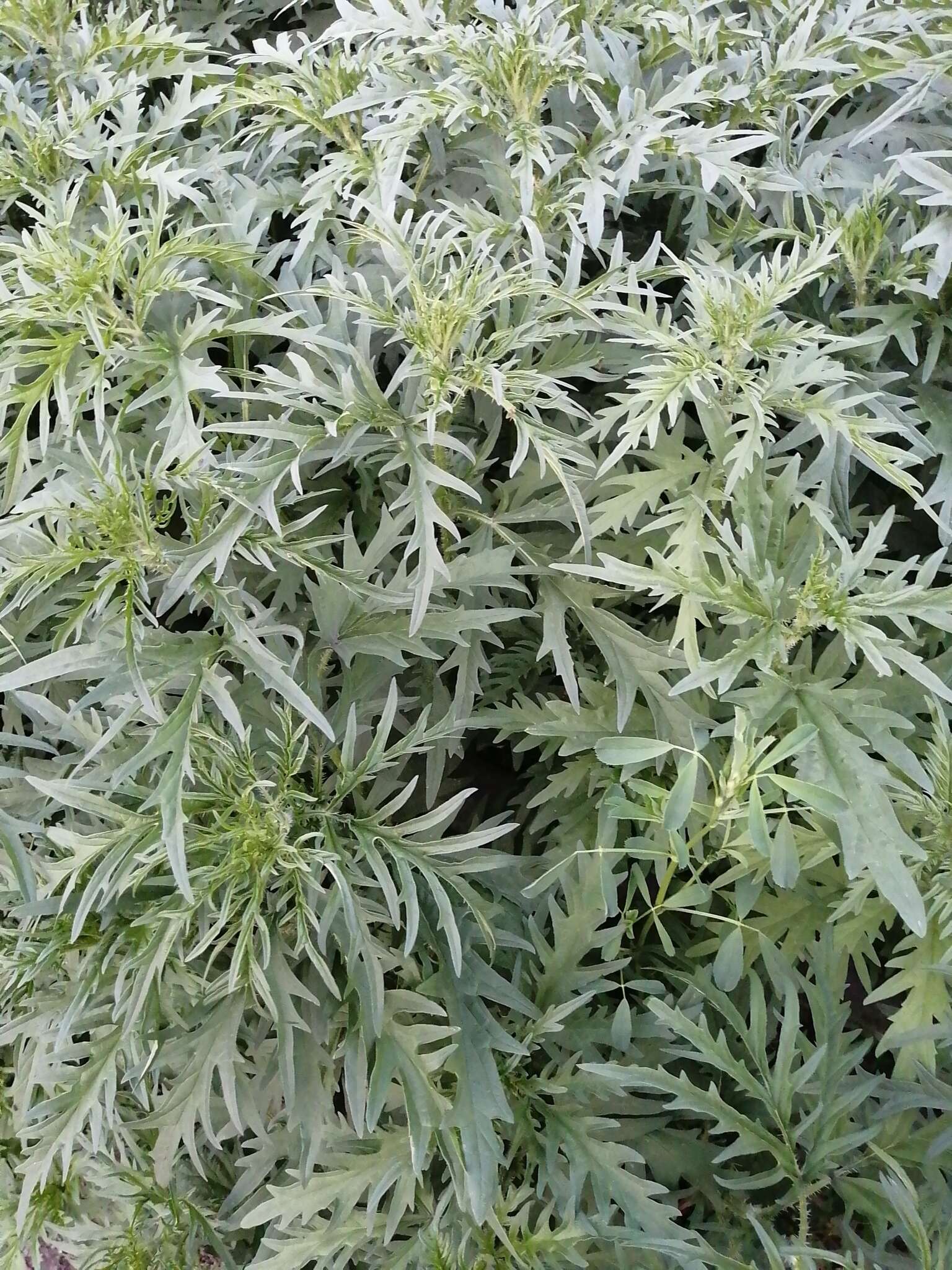 Image of Urtica cannabina L.