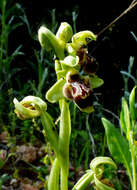 Image of Ophrys umbilicata Desf.