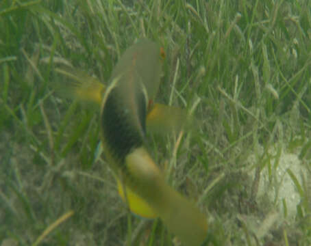 Image of Anchor trunkfish