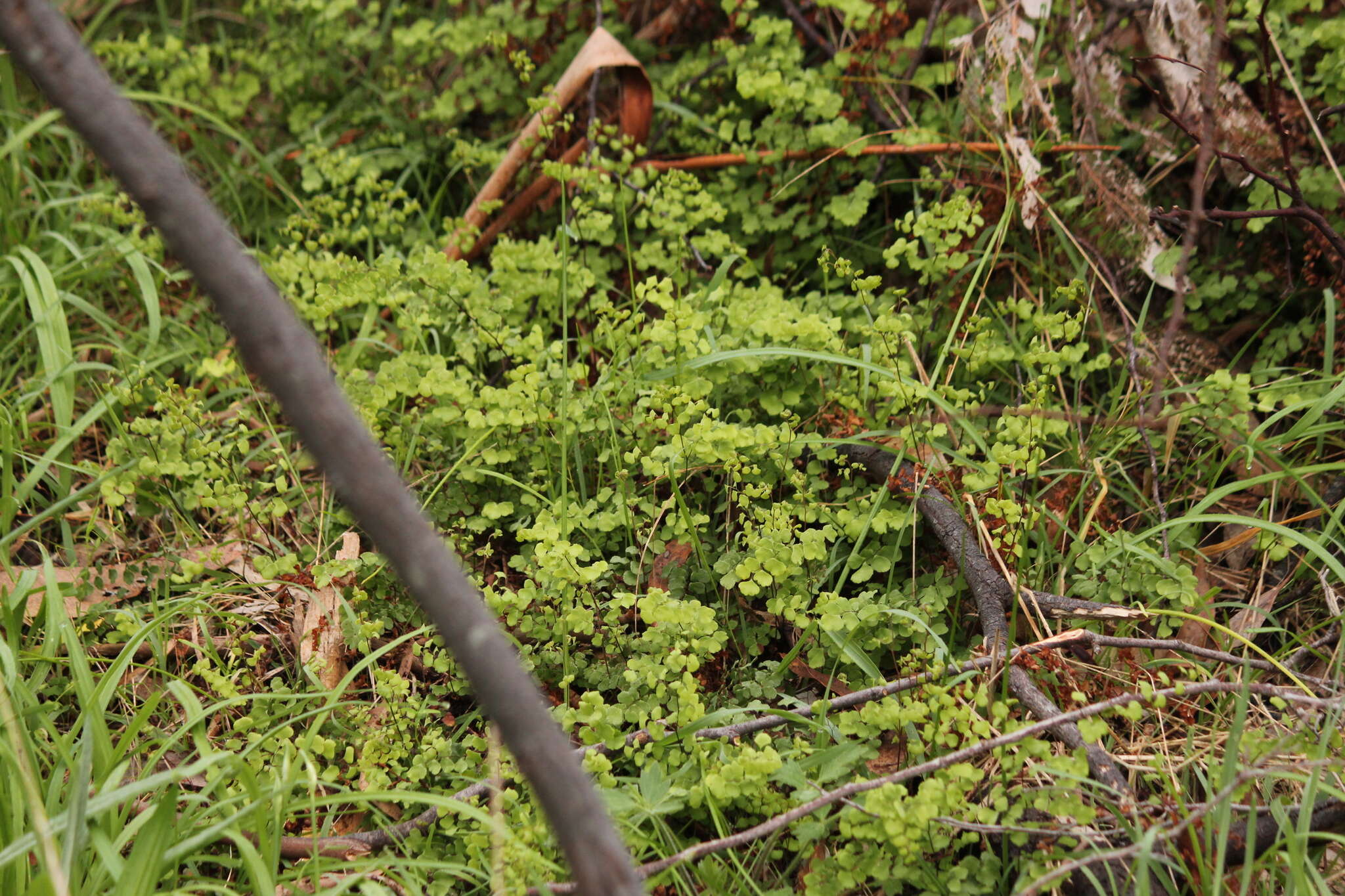 Image of Adiantum aethiopicum L.