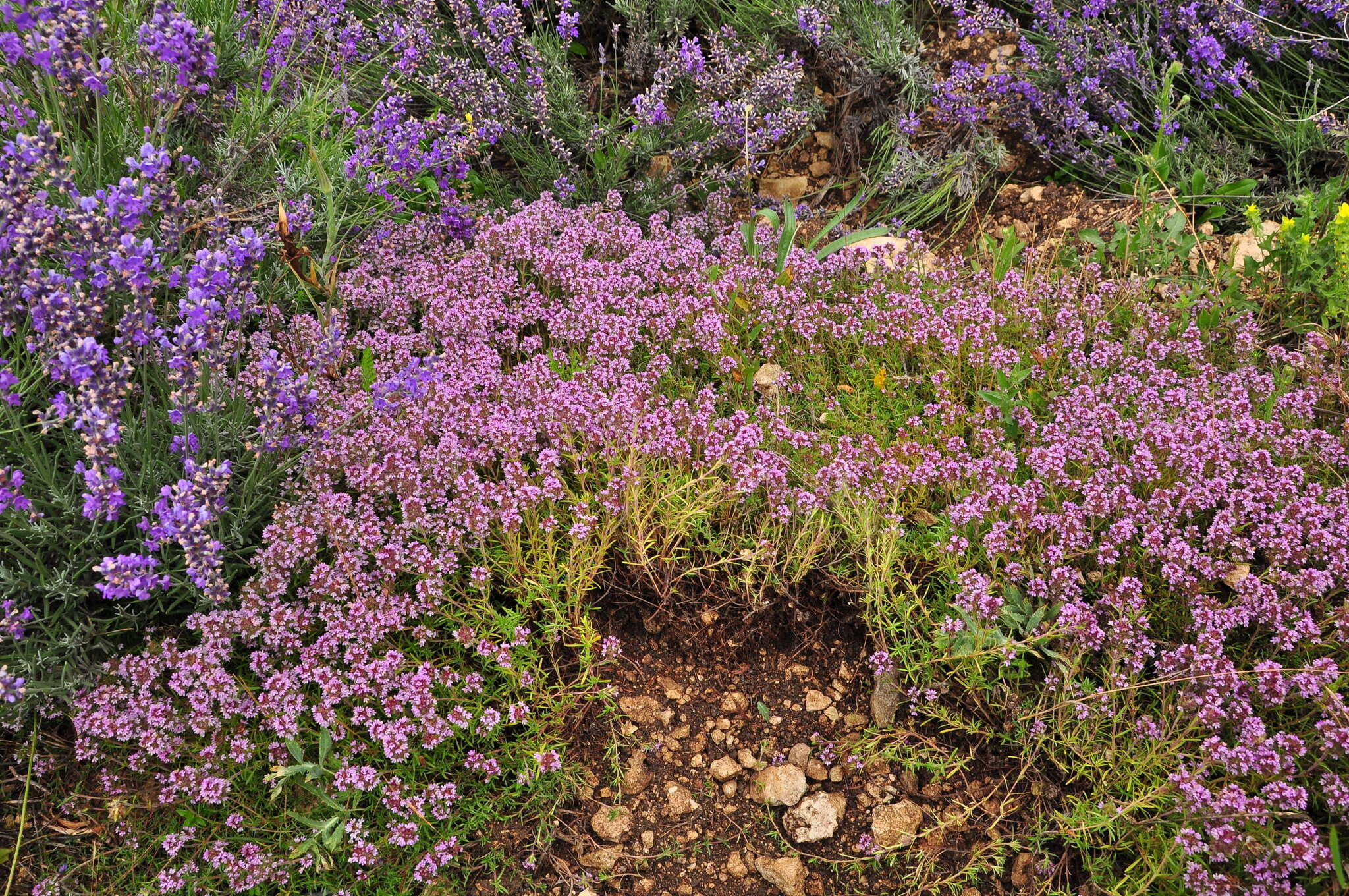 صورة Thymus callieri Borbás ex Velen.