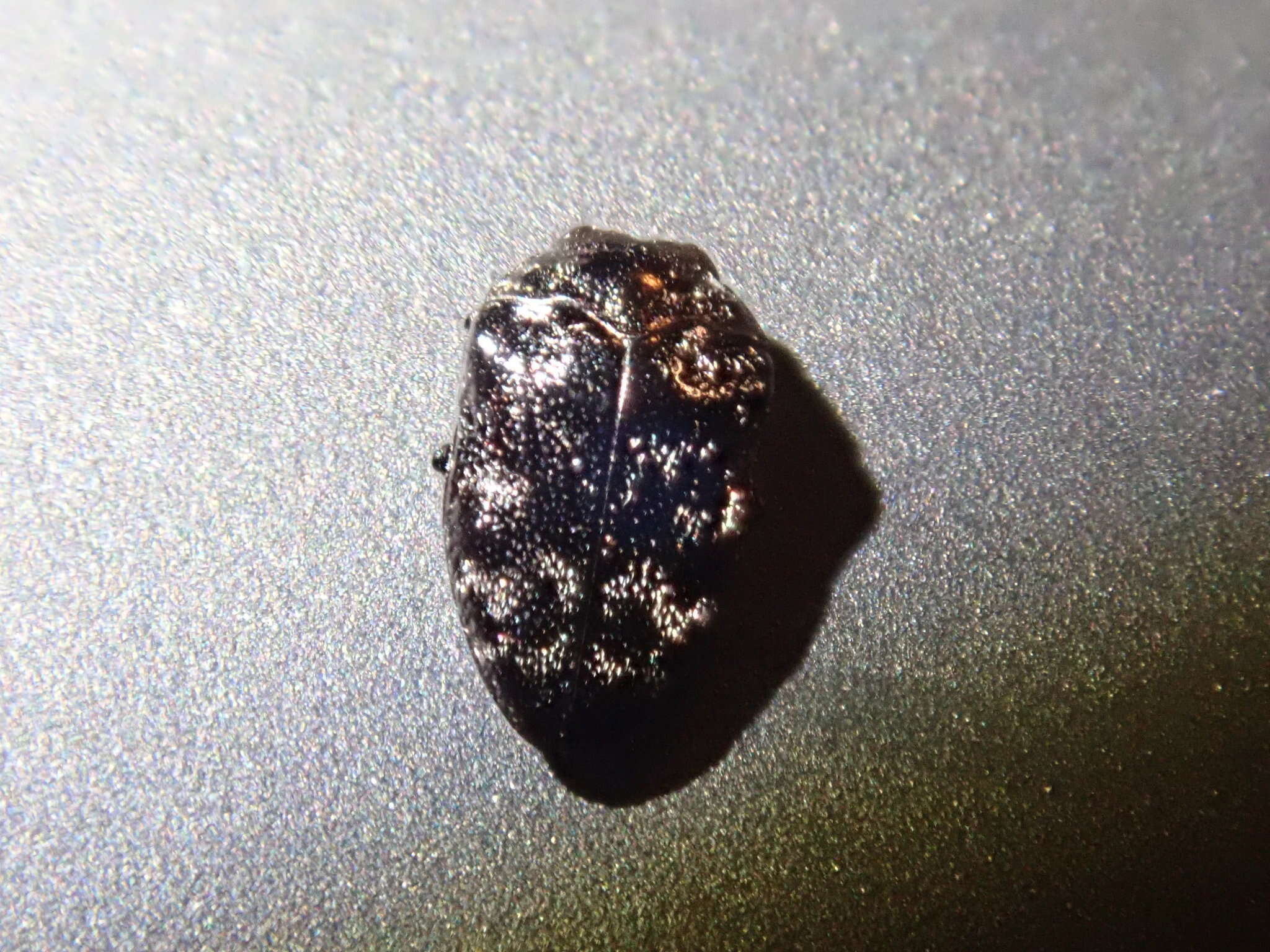 Image of Metallic wood-boring beetle