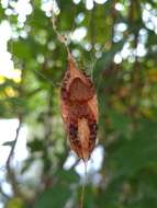 Image of Red Tent Spider