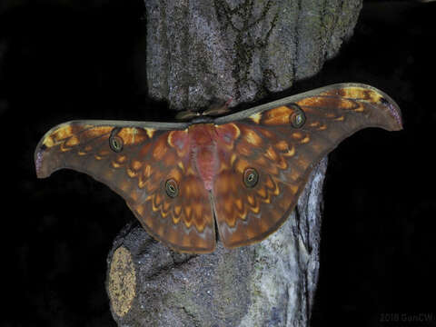 Image of Antheraea larissa (Westwood 1847)