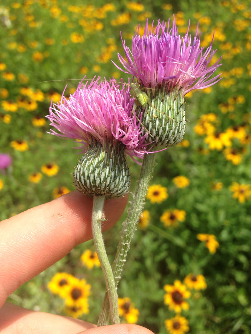 Image of Texas thistle