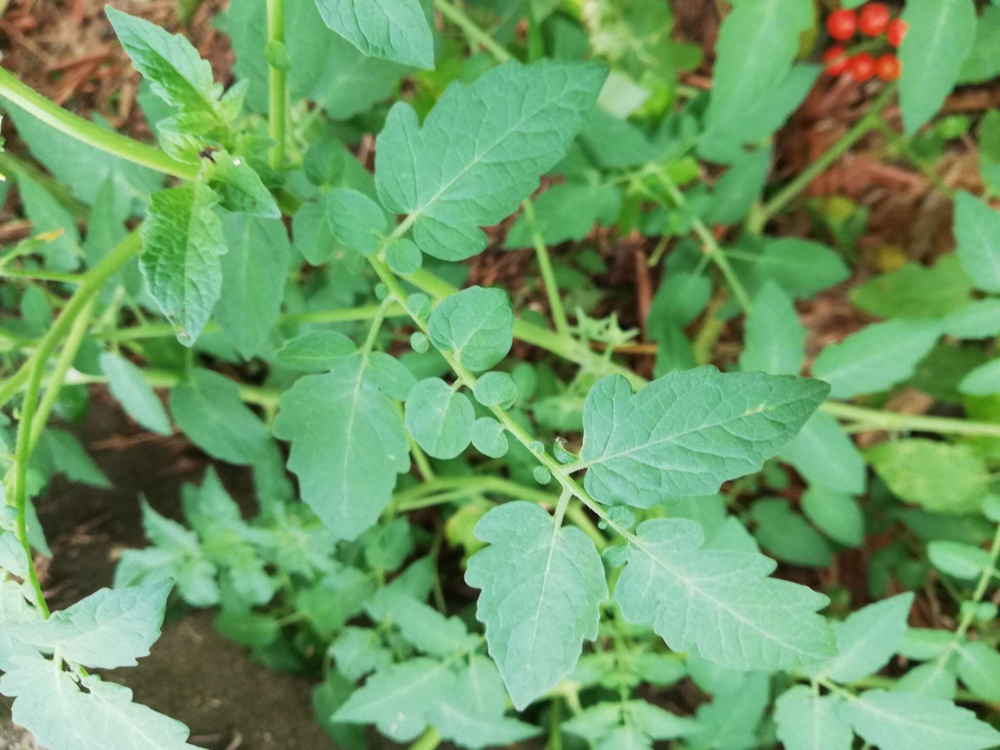 Image of tomato