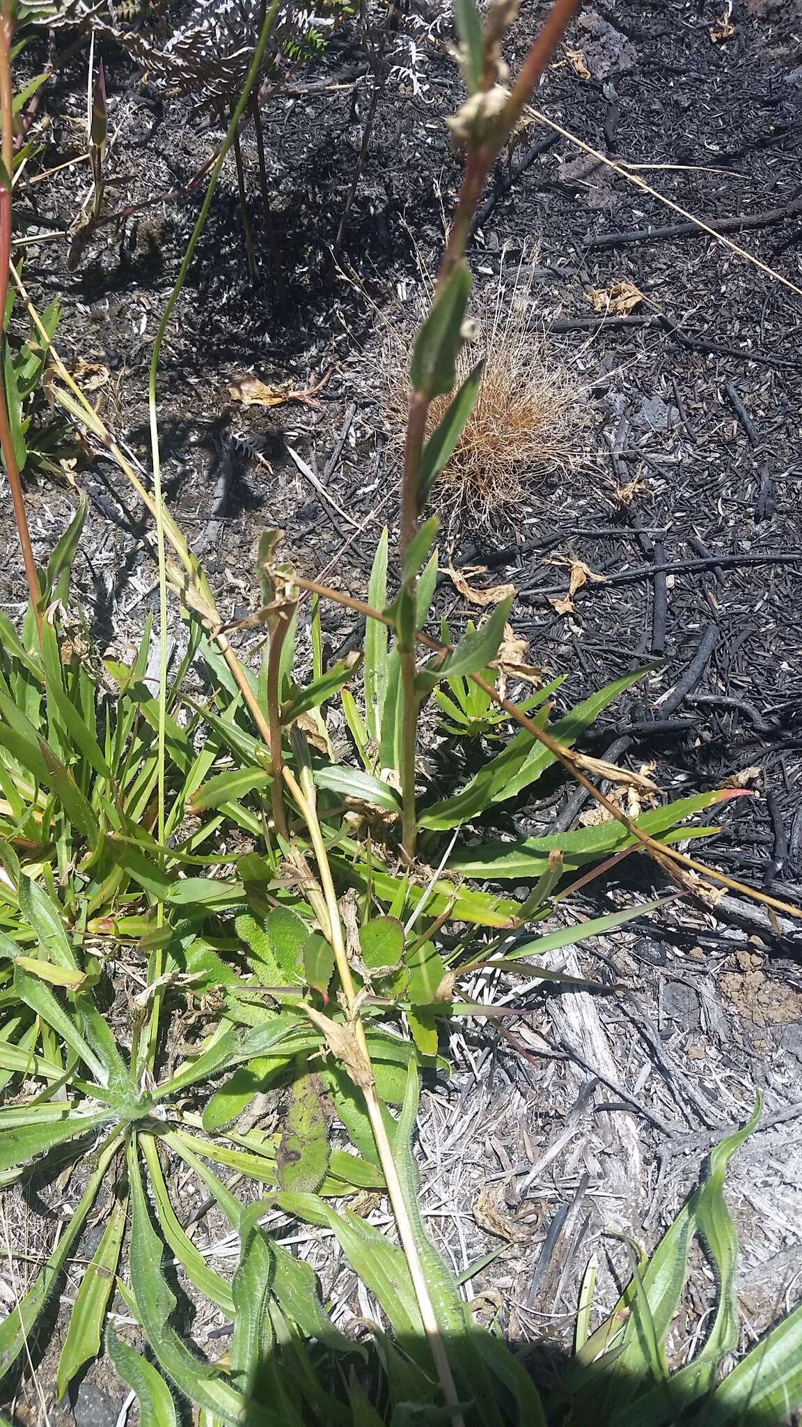 Sivun Oenothera stricta subsp. stricta kuva