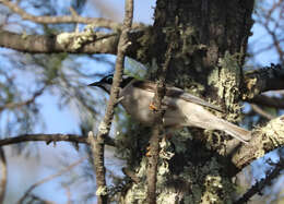 صورة Melithreptus gularis (Gould 1837)