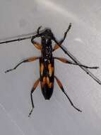 صورة Thoracibidion flavopictum (Perty 1832)