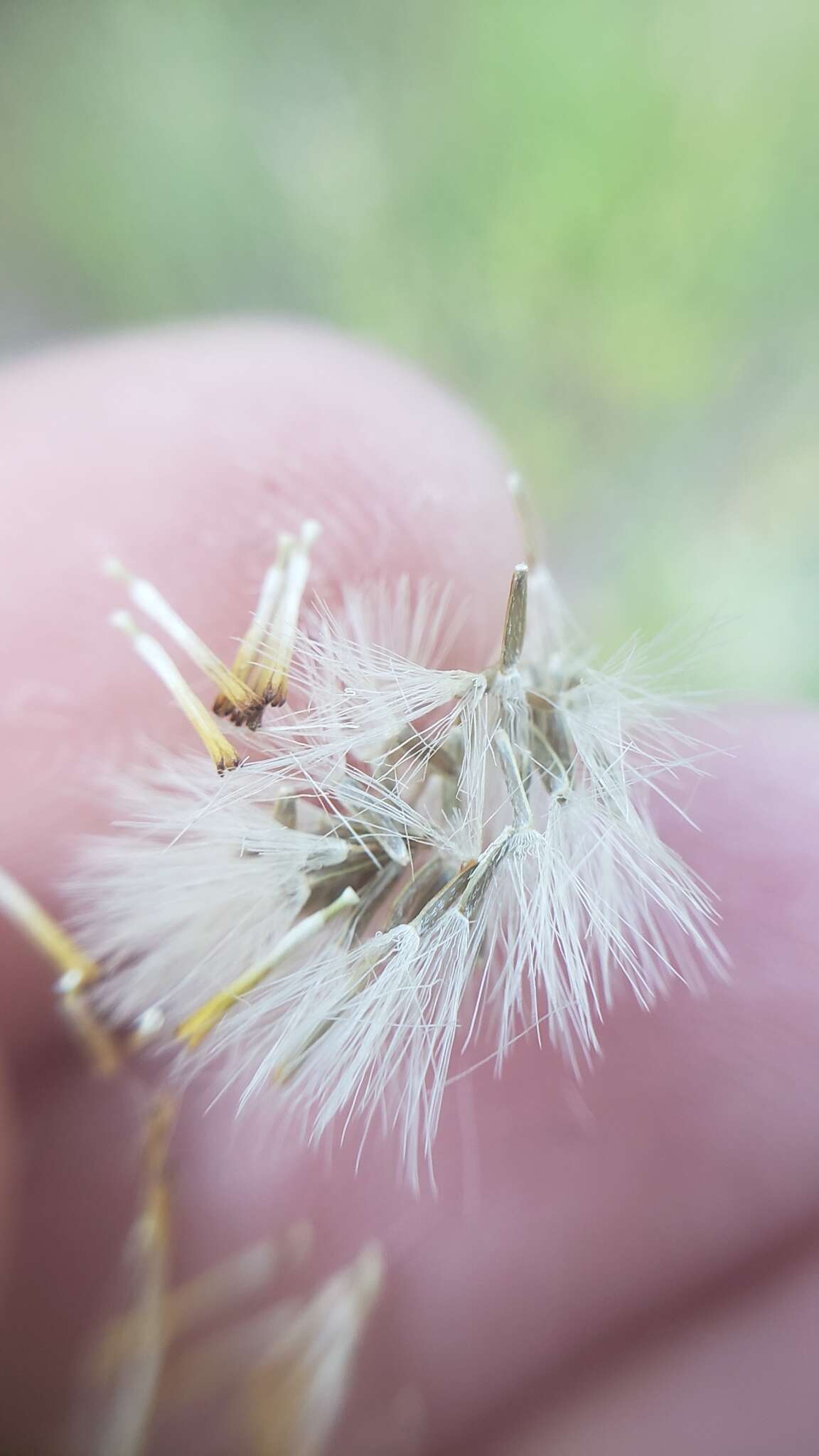 Image of California rayless fleabane