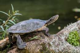 Image of Cotinga River Toadhead Turtle