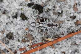 Image of Moustached Tiger Beetle