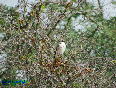 Image of Red-tailed Shrike