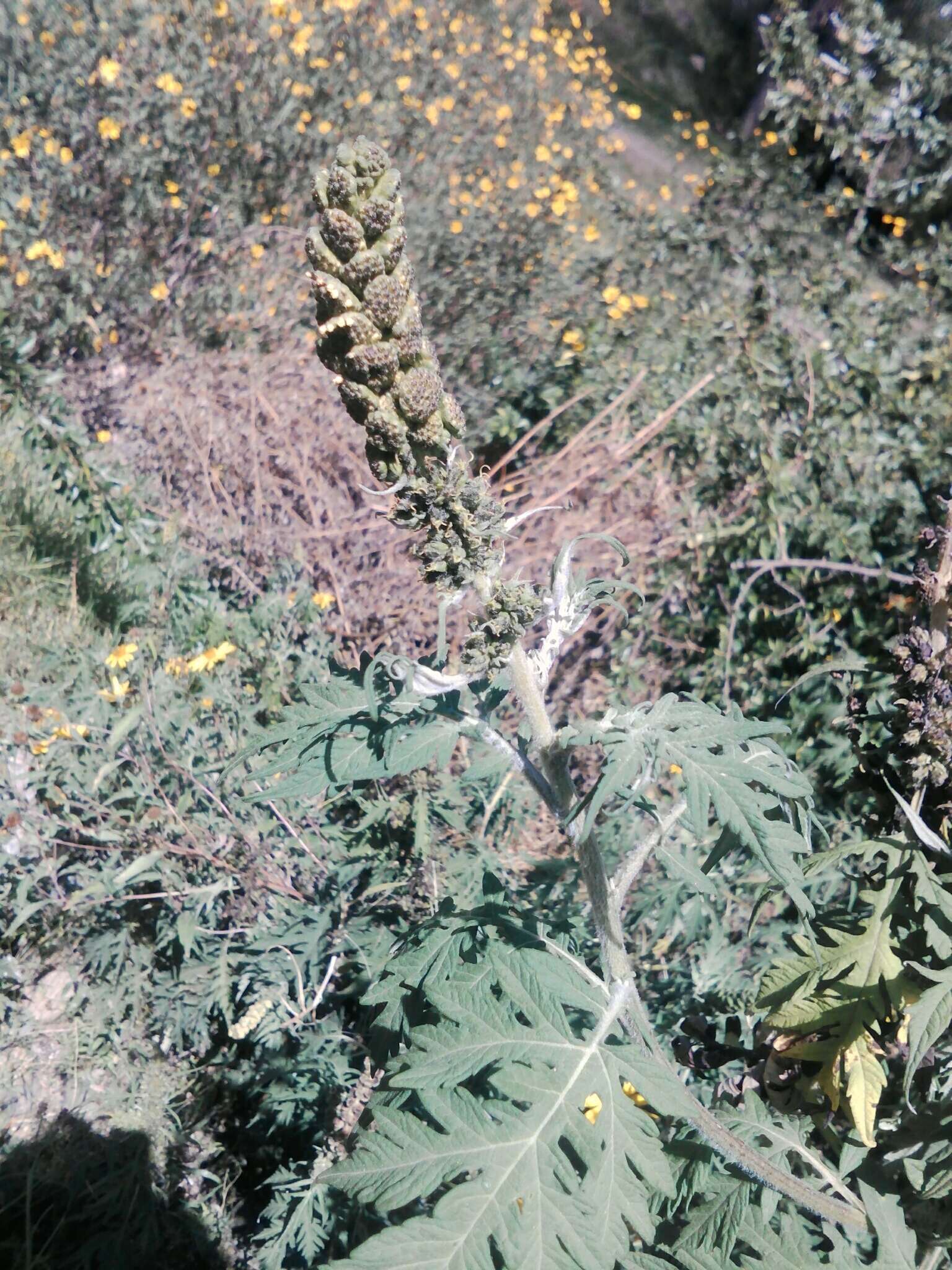 Image of Ambrosia arborescens Mill.