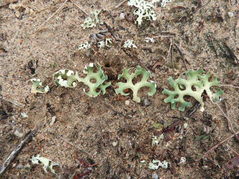 Imagem de Xanthoparmelia semiviridis (F. Muell. ex Nyl.) O. Blanco, A. Crespo, Elix, D. Hawksw. & Lumbsch