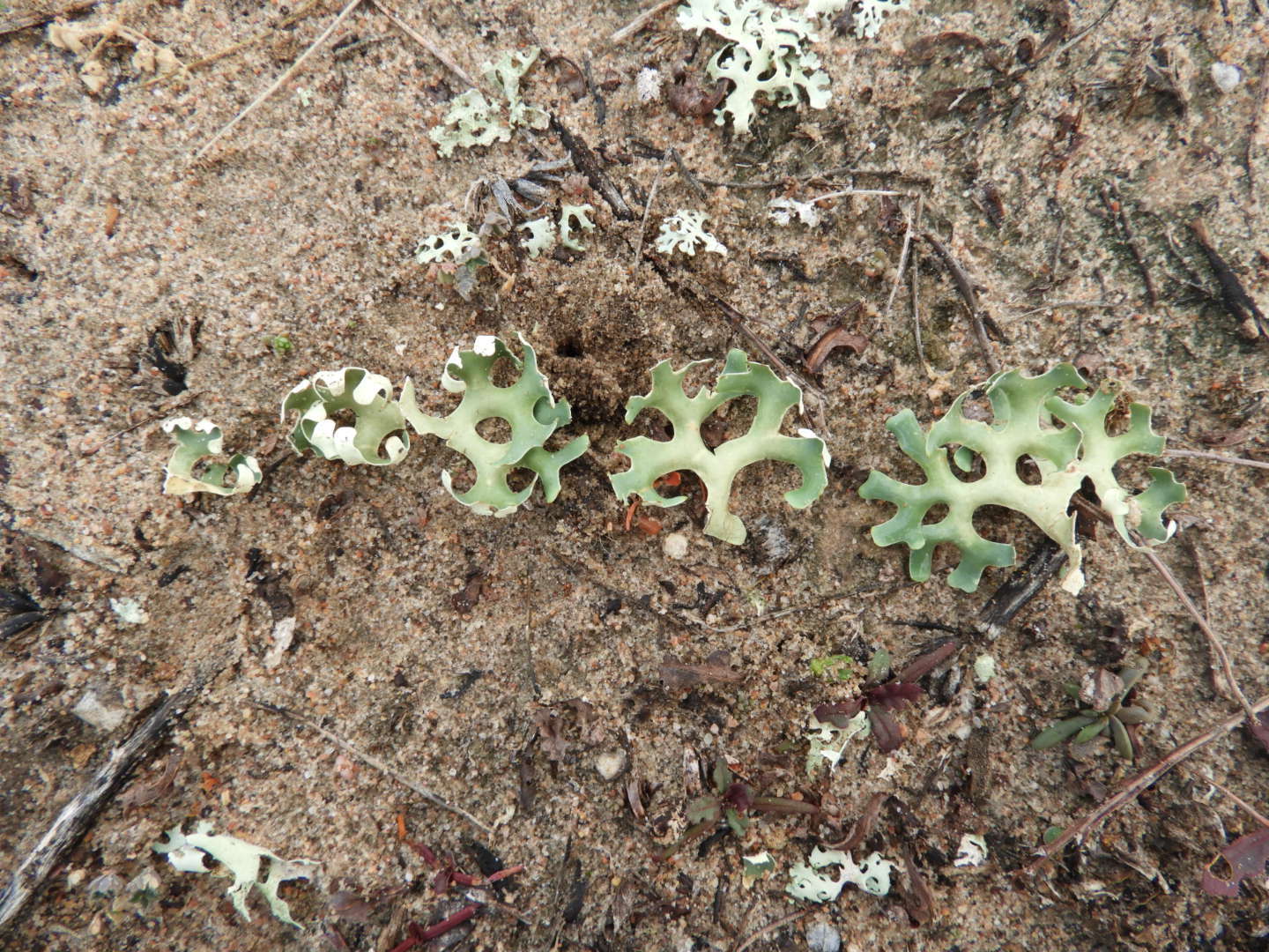 Image of Resurrection lichen