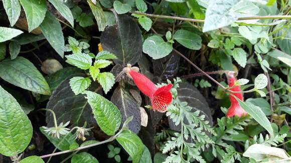 Image of Kohleria amabilis var. bogotensis (Nichols.) L. P. Kvist & L. E. Skog