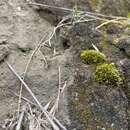 Image of grimmia dry rock moss