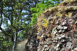 Image of broadleaf stonecrop