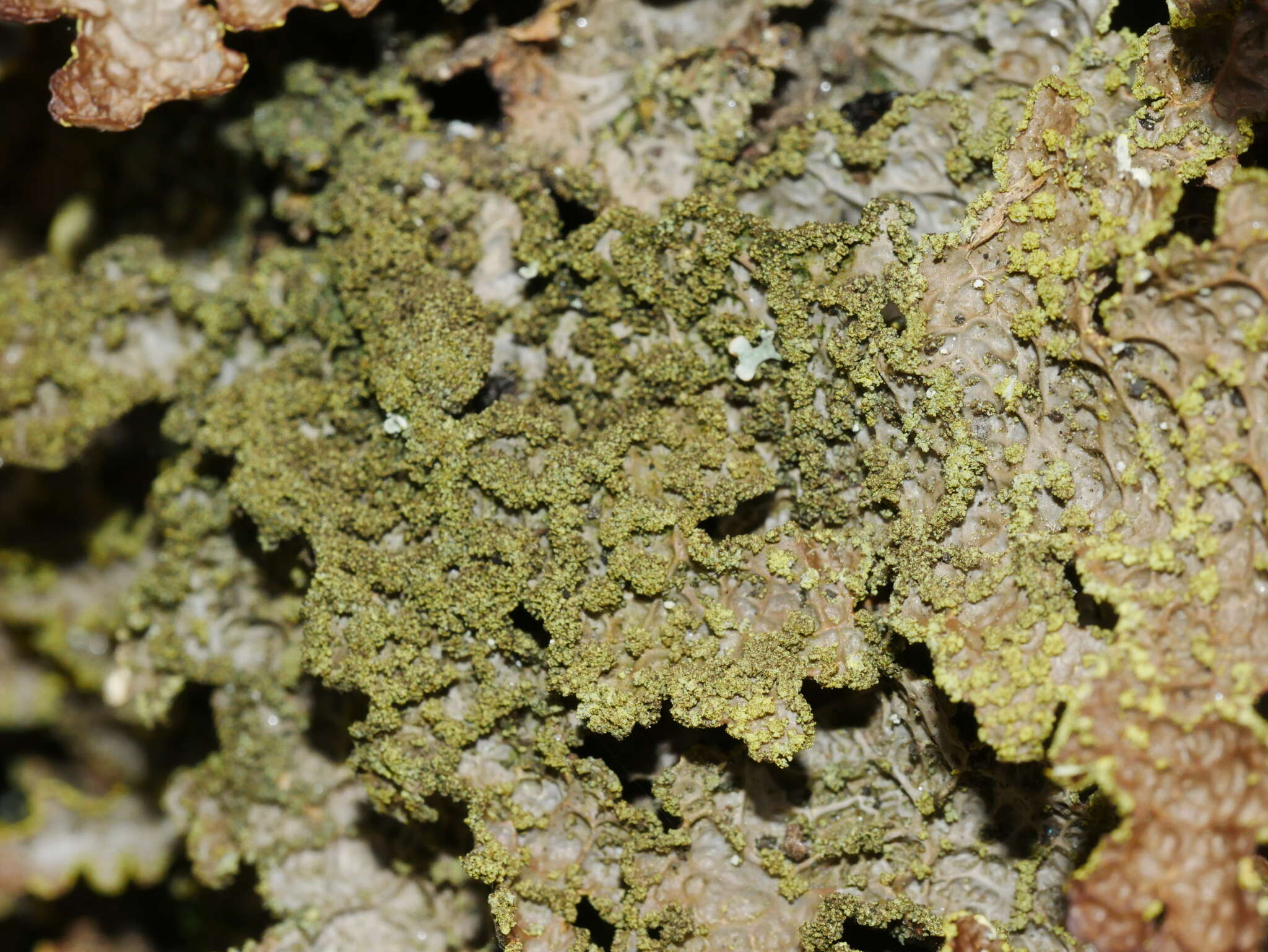 Image of Pseudocyphellaria neglecta (Müll. Arg.) H. Magn.