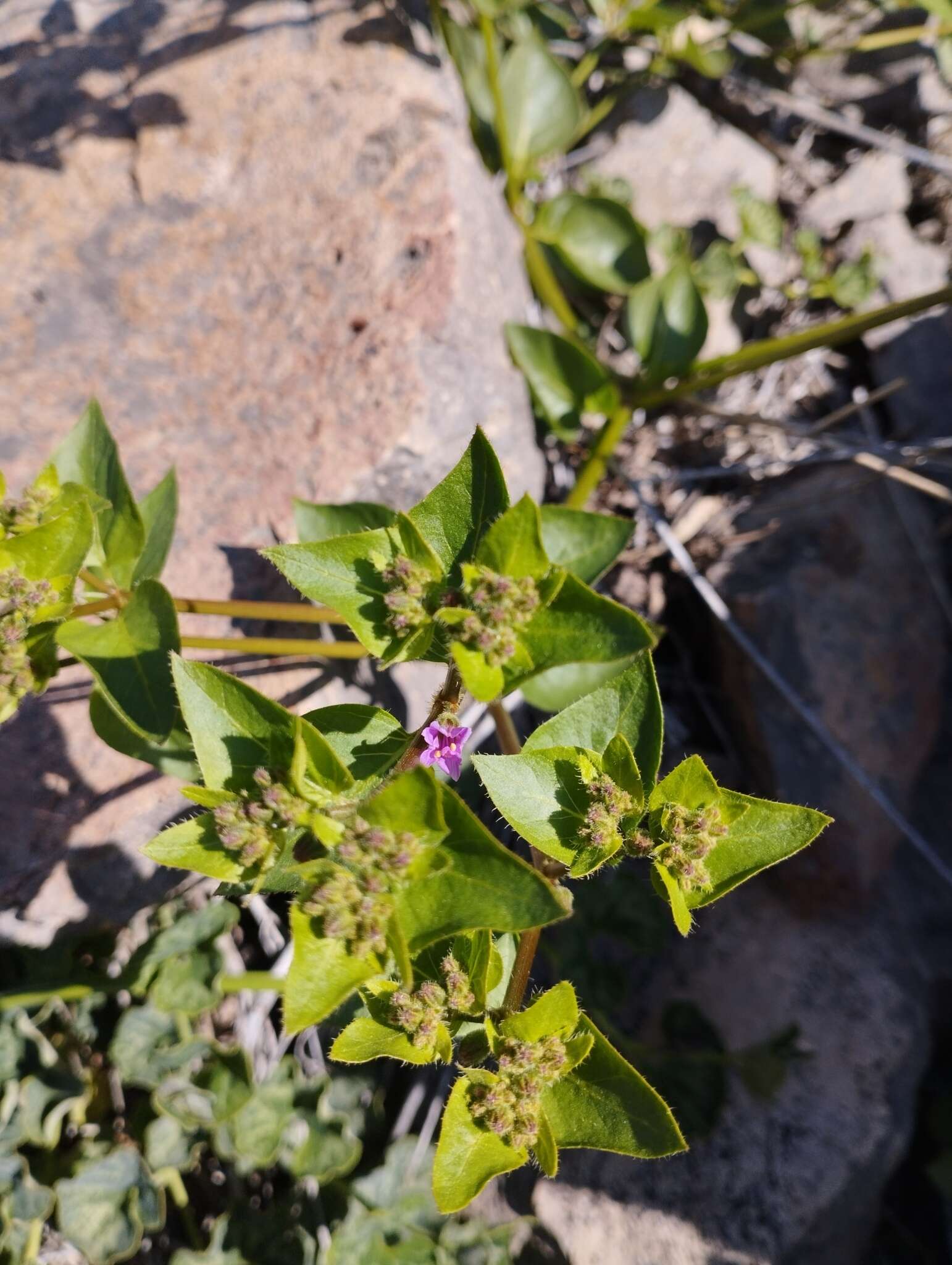 Mirabilis elegans (Choisy) Heimerl resmi